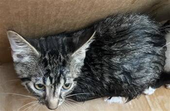 GIANT -  Domestic Short Hair Cat for Adoption in Dallas, Texas - GIANT | PetCurious