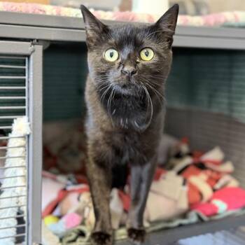 Muffin -  Domestic Short Hair Cat for Adoption in Medford, Oregon - Muffin | PetCurious