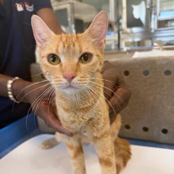 Sunny -  Domestic Short Hair Cat for Adoption in Reno, Nevada - Sunny | PetCurious