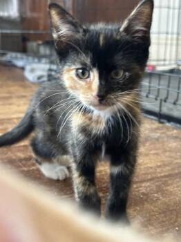 Domestic Short Hair Cats Available for Adoption in Mishawaka, Indiana - Barbie | PetCurious