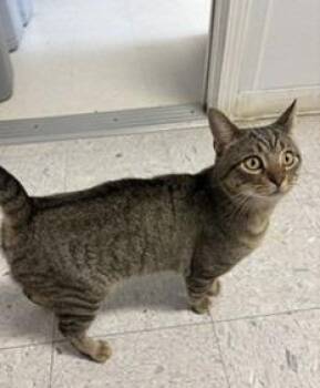 SLUGGER -  Domestic Short Hair Cat for Adoption in Sandusky, Ohio - SLUGGER | PetCurious