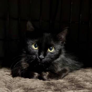 Bonnie Novack -  Domestic Medium Hair Cat for Adoption in Eagle Mountain, Utah - Bonnie Novack | PetCurious