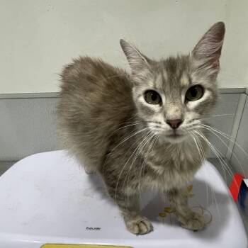 Domestic Medium Hair Cats Available for Adoption in Clearwater, Florida - Queen | PetCurious