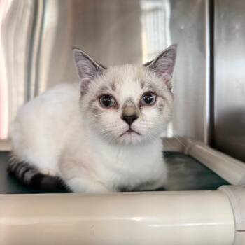 Roly-Poly-Oly -  Domestic Short Hair Cat for Adoption in Spanish Fork, Utah - Roly-Poly-Oly | PetCurious