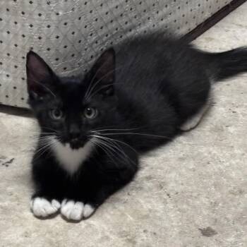 Wookie -  Domestic Medium Hair Cat for Adoption in Houston, Texas - Wookie | PetCurious