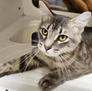 Honor -  Domestic Medium Hair Cat for Adoption in Tulsa, Oklahoma - Honor | PetCurious