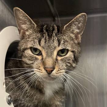Cobweb -  Domestic Short Hair Cat for Adoption in York, Pennsylvania - Cobweb | PetCurious