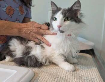 Domestic Long Hair Cats Available for Adoption in Kingsland, Georgia - Jeanette | PetCurious