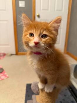 Tessa -  Domestic Short Hair Cat for Adoption in Battle Creek, Michigan - Tessa | PetCurious