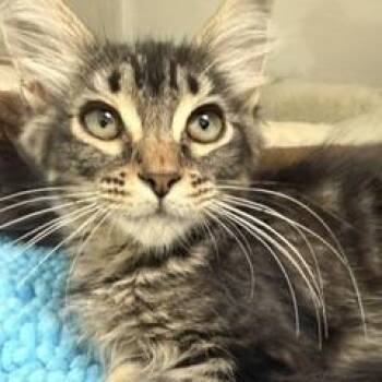 Hannah Montana -  Domestic Long Hair Cat for Adoption in Greensboro, Georgia - Hannah Montana | PetCurious