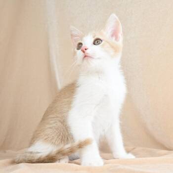 Scooter -  Domestic Short Hair Cat for Adoption in Mobile, Alabama - Scooter | PetCurious