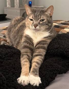 ELLA MAI -  Domestic Short Hair Cat Available for Adoption in Camarillo, California - ELLA MAI | PetCurious