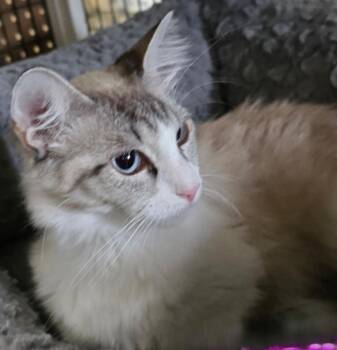 Tabby and Tuxedo Cats Available for Adoption in Las Cruces, New Mexico - Annalise | PetCurious