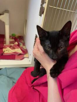 Coal -  Domestic Short Hair Cat for Adoption in Erin, Ontario - Coal | PetCurious