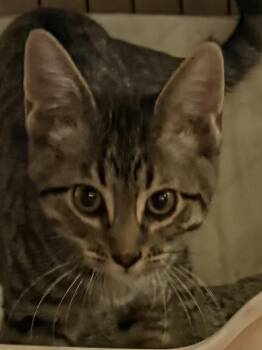 Thunder -  Domestic Short Hair Cat for Adoption in Lake Ozark, Missouri - Thunder | PetCurious