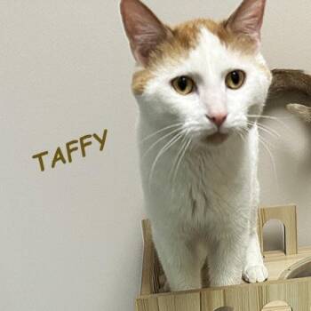 Domestic Short Hair Cats Available for Adoption - Taffy 0324 | PetCurious