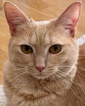 Domestic Short Hair Cats Available for Adoption - Mu Shu | PetCurious