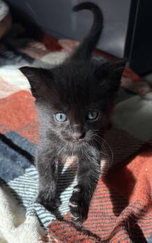 Focaccia -  Domestic Short Hair Cat for Adoption in Geneseo, Illinois - Focaccia | PetCurious