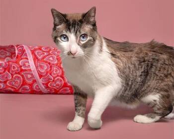 Siamese and Domestic Short Hair Cats Available for Adoption in Brentwood, Missouri - HIMALAYA | PetCurious