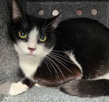 HAYMAKER IN THE BARN -  Domestic Short Hair Cat for Adoption in Pueblo, Colorado - HAYMAKER IN THE BARN | PetCurious