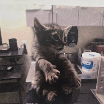 Rescue Domestic Short Hair Cats for Adoption in San Jacinto, California - Tommy | PetCurious