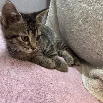 Hecate -  Domestic Short Hair Cat for Adoption in Pittsburgh, Pennsylvania - Hecate | PetCurious