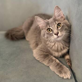 Pepper -  Domestic Medium Hair Cat for Adoption in Fresno, California - Pepper | PetCurious