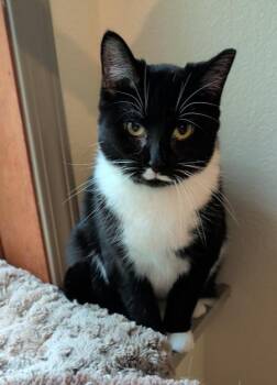 Carbon Copy -  Domestic Short Hair Cat for Adoption in Westfield, Wisconsin - Carbon Copy | PetCurious