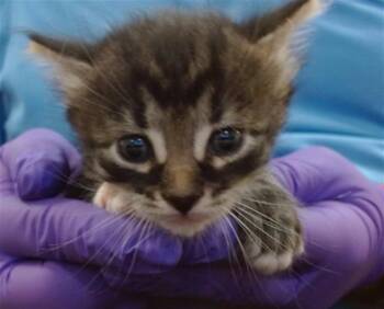 Domestic Short Hair Cats Available for Adoption in Doral, Florida - YVES | PetCurious