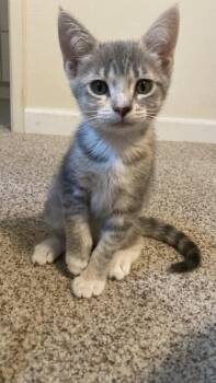 Macy -  Domestic Short Hair Cat for Adoption in Oceanside, California - Macy | PetCurious