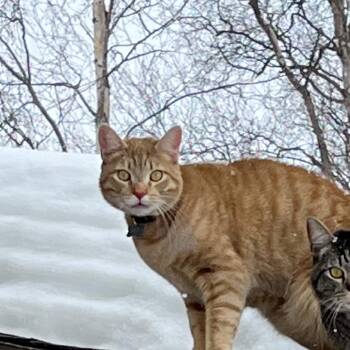 Domestic Short Hair Cats Available for Adoption - Lightening | PetCurious