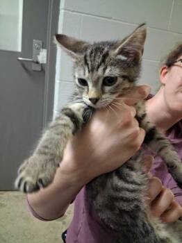 Ra -  Domestic Short Hair Cat for Adoption in Cincinnati, Ohio - Ra | PetCurious