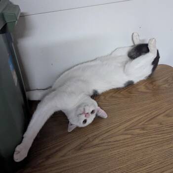 Rescue Domestic Short Hair Cats for Adoption - Hootie | PetCurious