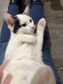 Rescue Domestic Short Hair Cats for Adoption in Fredericksburg, Ohio - Weezer | PetCurious