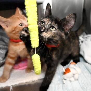 Domestic Short Hair Cats Available for Adoption in West Palm Beach, Florida - Trickster | PetCurious