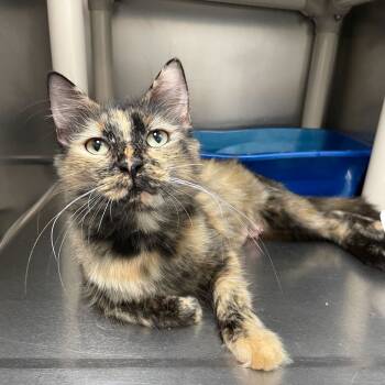 Rescue Domestic Medium Hair Cats for Adoption in Carencro, Louisiana - Turtle Latte | PetCurious