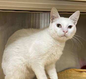Cheney -  Domestic Short Hair Cat for Adoption in San Juan Capistrano, California - Cheney | PetCurious