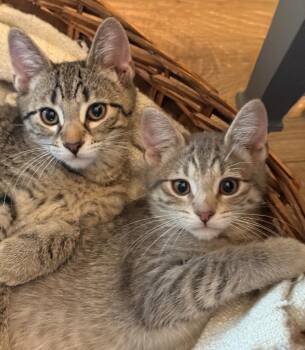 Charles / Eddie -  Domestic Short Hair Cat for Adoption in Minneapolis, Minnesota - Charles / Eddie | PetCurious
