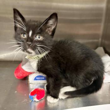 Jasmine -  Domestic Short Hair Cat for Adoption in San Gabriel, California - Jasmine | PetCurious