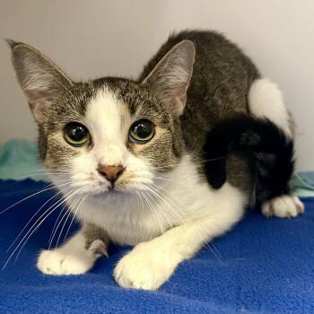 Missy -  Domestic Short Hair Cat for Adoption in Saint Joseph, Missouri - Missy | PetCurious