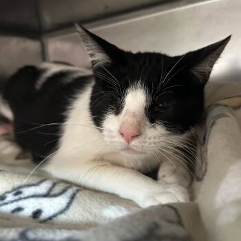 Rescue Domestic Short Hair Cats for Adoption in Austin, Texas - Nugget MVP | PetCurious