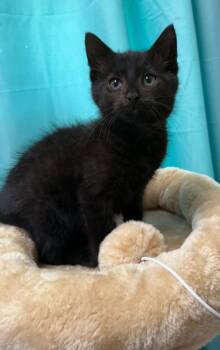 Thaddias -  Domestic Medium Hair Cat for Adoption in Evansville, Indiana - Thaddias | PetCurious