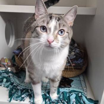 Chewy -  Siamese Cat for Adoption in Warwick, Rhode Island - Chewy | PetCurious