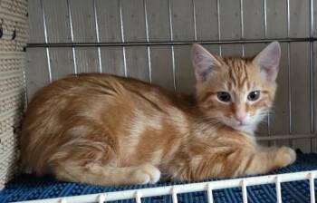 Rescue Domestic Short Hair Cats for Adoption in Spotswood, New Jersey - SCRABBLE | PetCurious
