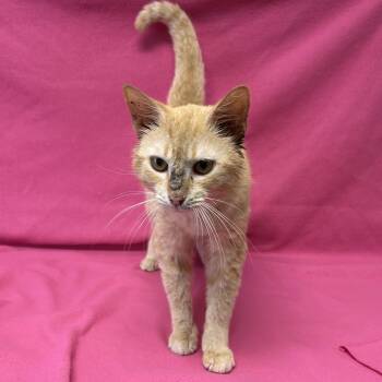 Domestic Short Hair Cats Available for Adoption in Valdosta, Georgia - Hartford | PetCurious