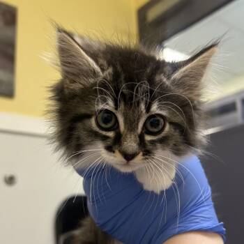Neigh -  Domestic Long Hair Cat for Adoption in Charlottesville, Virginia - Neigh | PetCurious