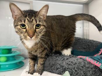 Domestic Short Hair Cats Available for Adoption in Raleigh, North Carolina - Tempesetta | PetCurious