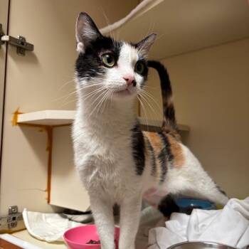 Angelica -  Domestic Short Hair Cat for Adoption in Murray, Utah - Angelica | PetCurious