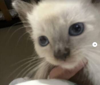Blue Point -  Siamese and Domestic Short Hair Cat for Adoption in New Braunfels, Texas - Blue Point | PetCurious