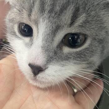 Domestic Short Hair Cats Available for Adoption - Curly | PetCurious